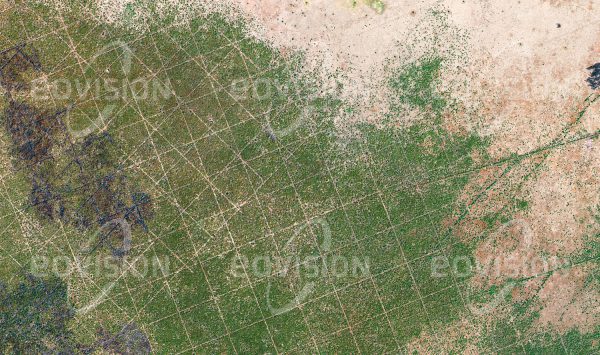 Das Satellitenbild "BUDANG - Sudan" ist dem Bildband "HUMAN FOOTPRINT - Satellitenbilder dokumentieren menschliches Handeln" entnommen. Bildbeschreibung: Geometrische Linienraster in der Vegetation zeugen im Süden des Sudans von der Suche nach Erdöl- und Erdgasvorkommen.